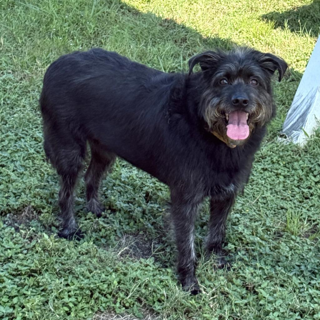 Enlarge Dallas, a Adoptable Terrier in Brenham, TX image 3/6