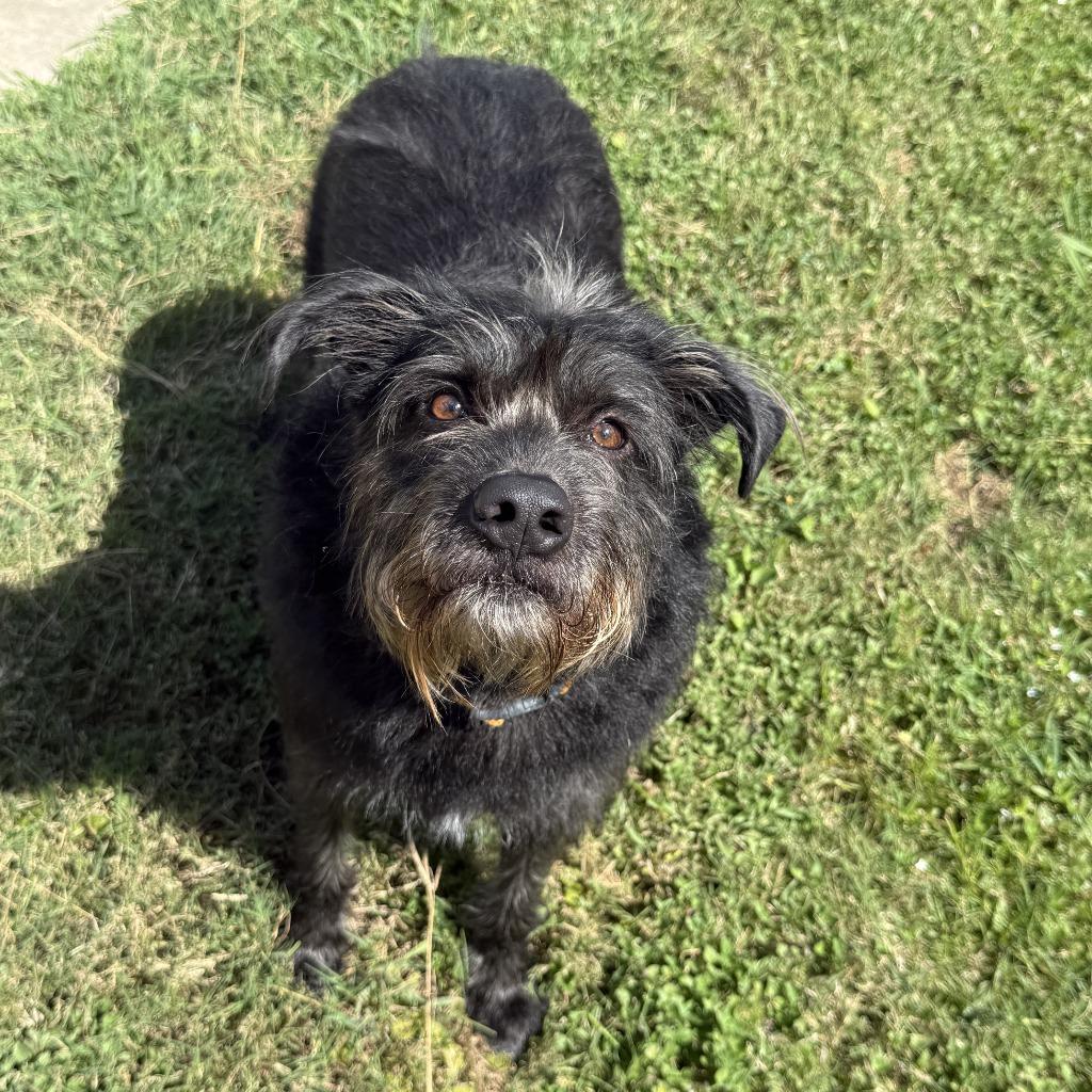 Enlarge Dallas, a Adoptable Terrier in Brenham, TX image 4/6