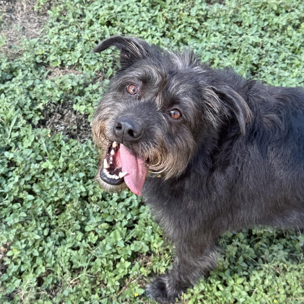 Enlarge Dallas, a Adoptable Terrier in Brenham, TX image 5/6