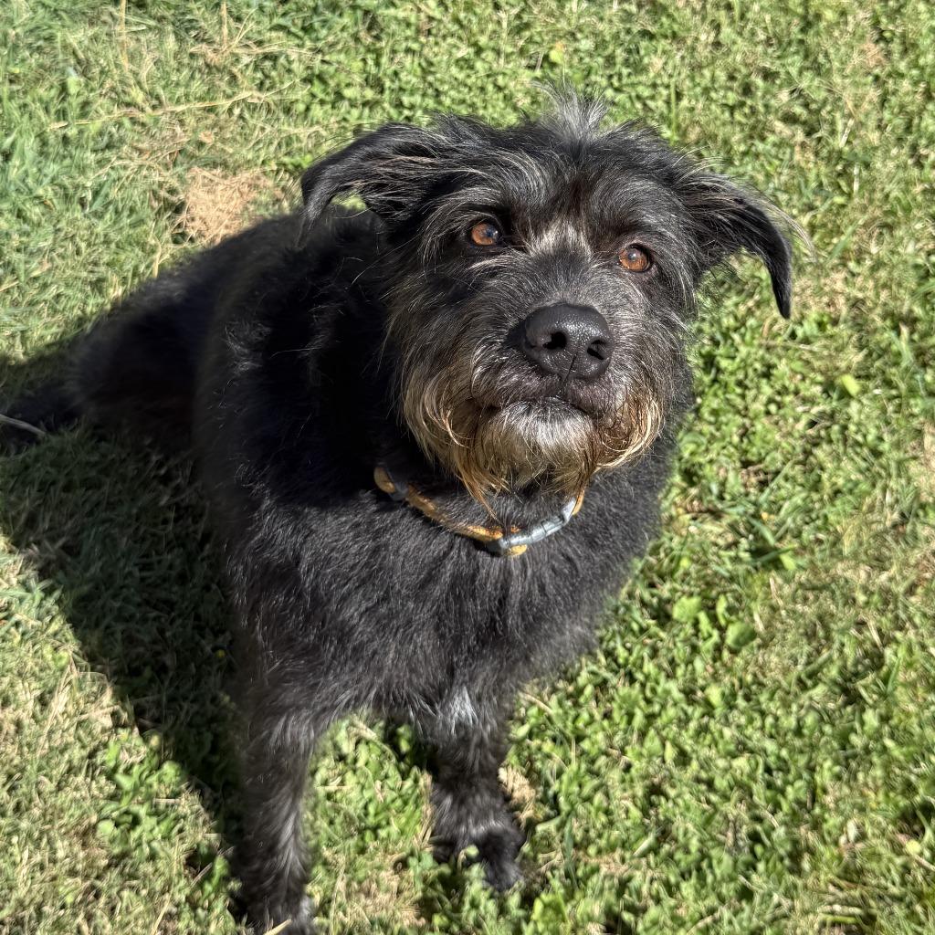Enlarge Dallas, a Adoptable Terrier in Brenham, TX image 6/6