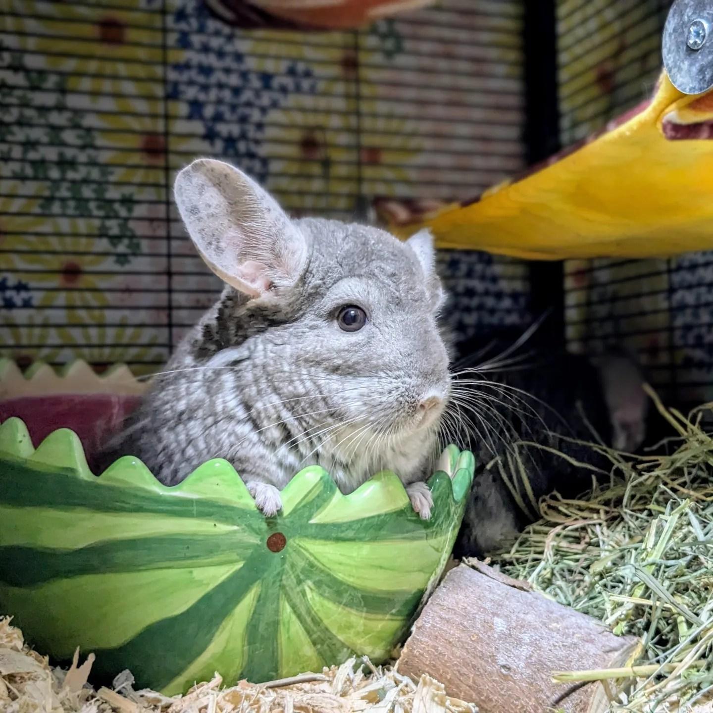 Maisie, Adoptable, Young Female Chinchilla.