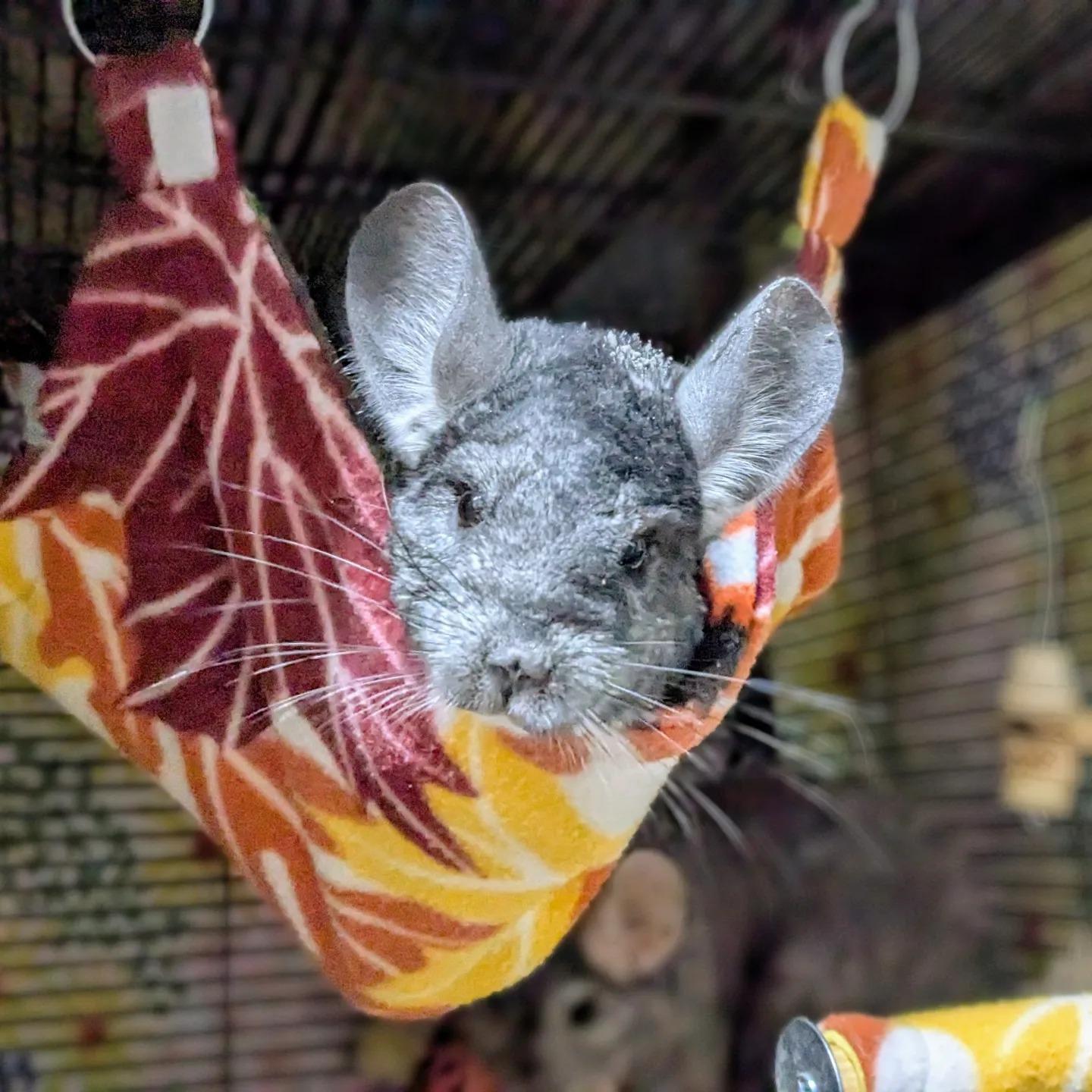 Maisie, a Adoptable Chinchilla in Modesto, CA image 4/4