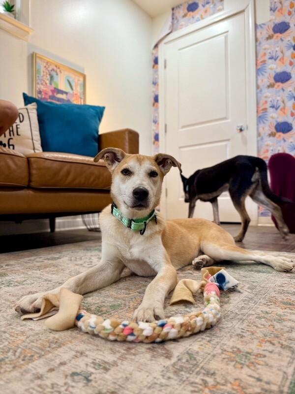 Joey Golden Sweeter Than Apple Pie — thumbnail 2