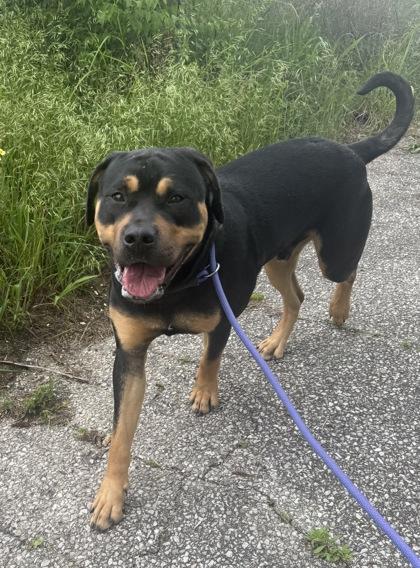 Stewart, Adoptable, Adult Male Rottweiler & Mixed Breed.