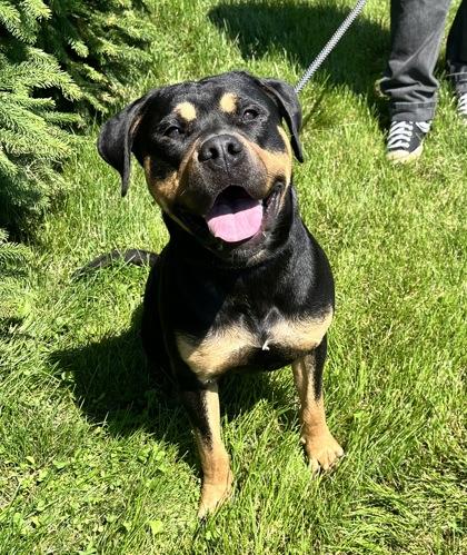 Enlarge Stewart, a Adoptable mixed breed in Columbus, IN image 2/3