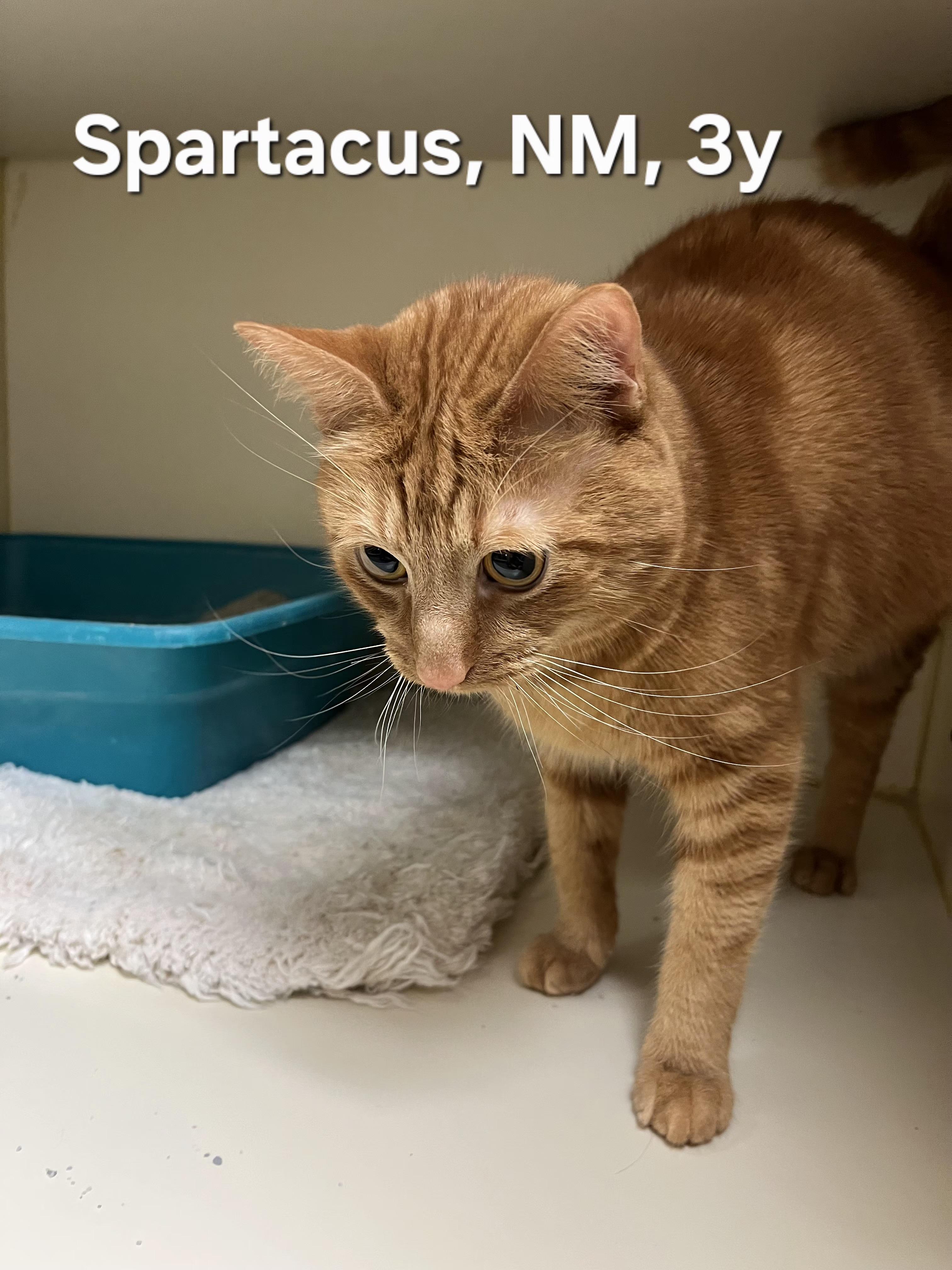 Spartacus , adopted, Young Male Domestic Short Hair.