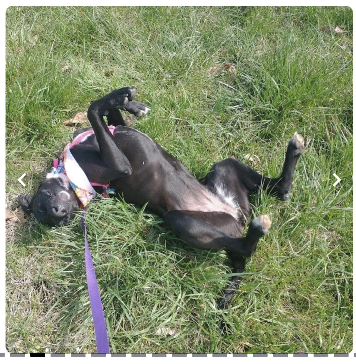 Enlarge Moose, a ADOPTABLE Mixed Breed in Rochester , NY image 5/6