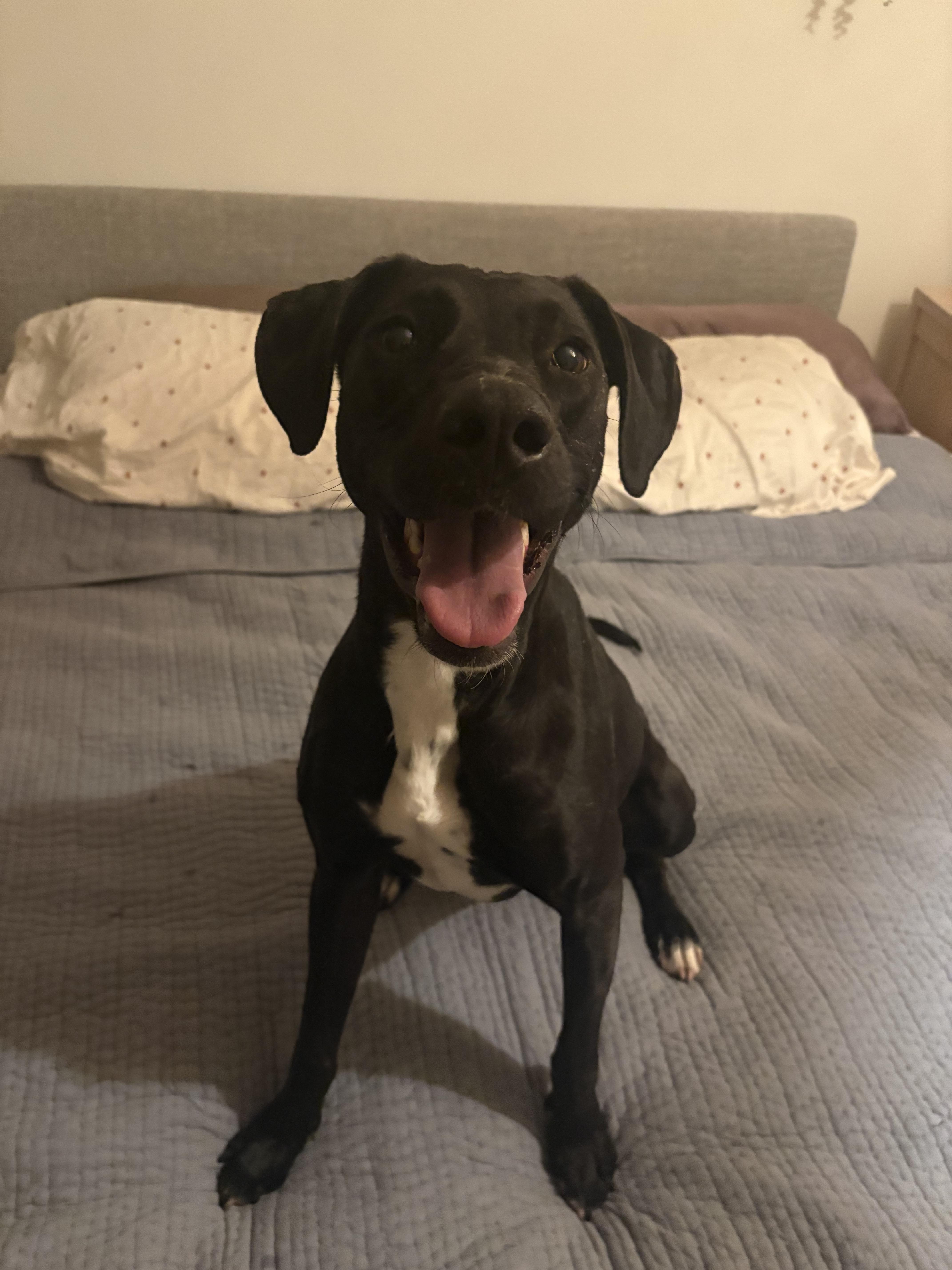 Enlarge Moose, a ADOPTABLE Mixed Breed in Rochester , NY image 4/6