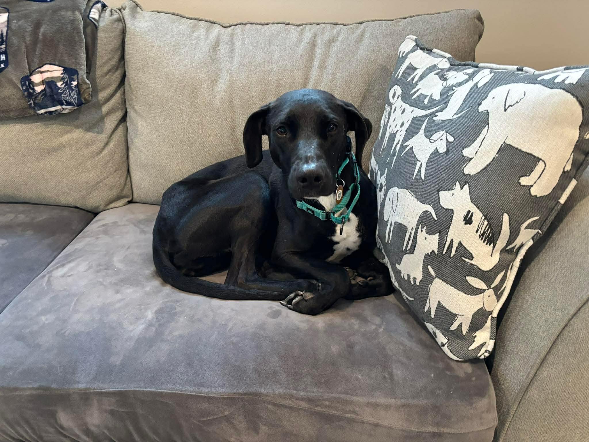 Enlarge Moose, a ADOPTABLE Mixed Breed in Rochester , NY image 3/6