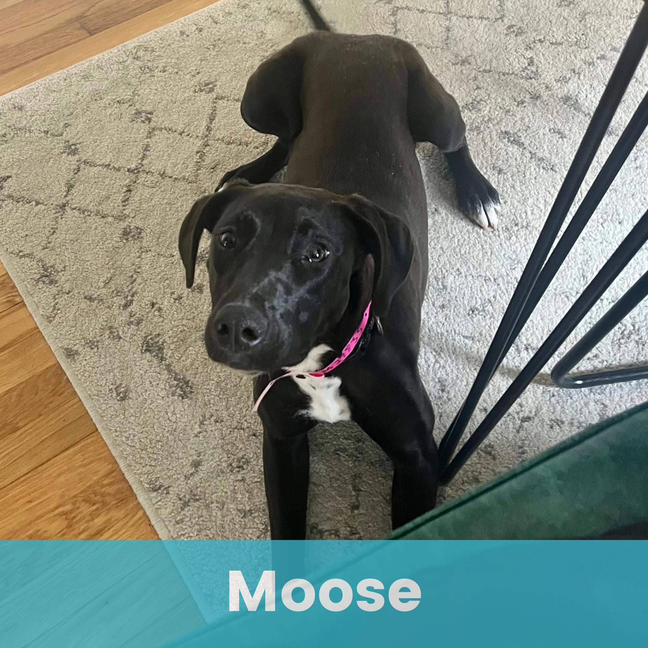 Moose, ADOPTABLE, Adult Female Mixed Breed.
