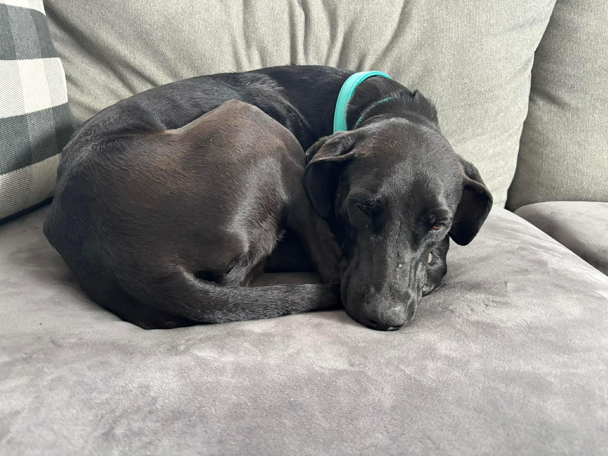 Enlarge Moose, a ADOPTABLE Mixed Breed in Rochester , NY image 2/6