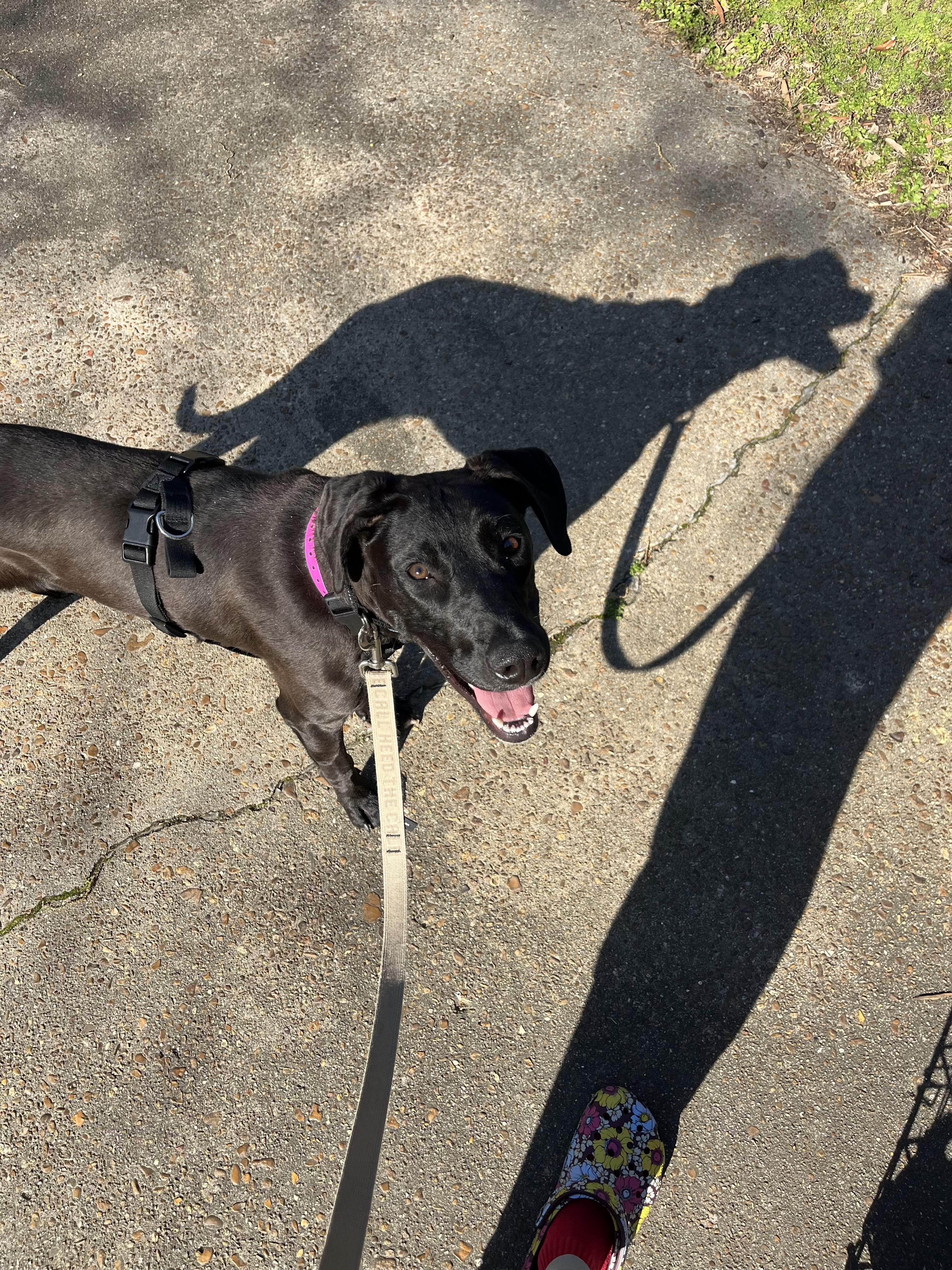 Enlarge Moose, a ADOPTABLE Mixed Breed in Rochester , NY image 6/6