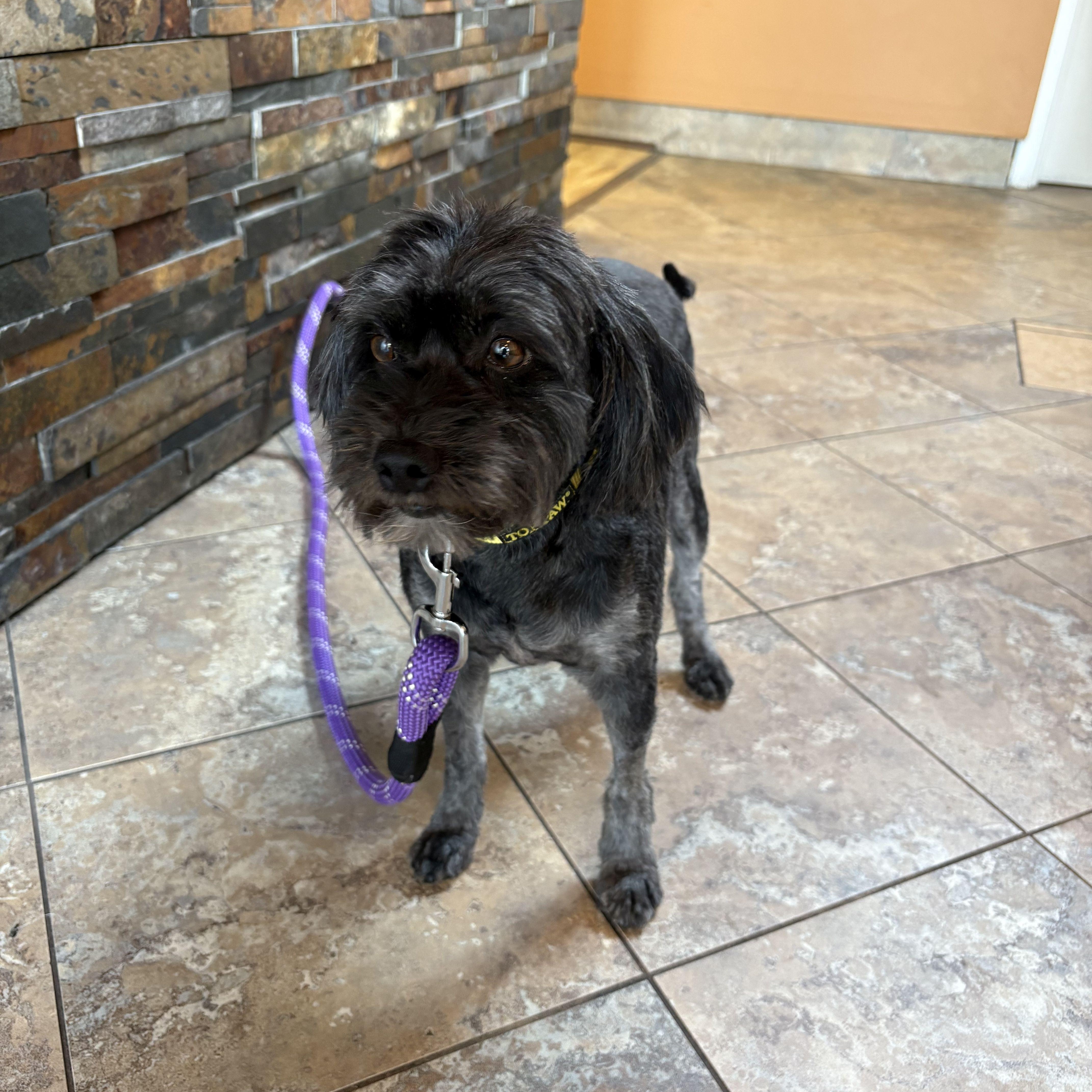 Chloe - available for foster to adopt