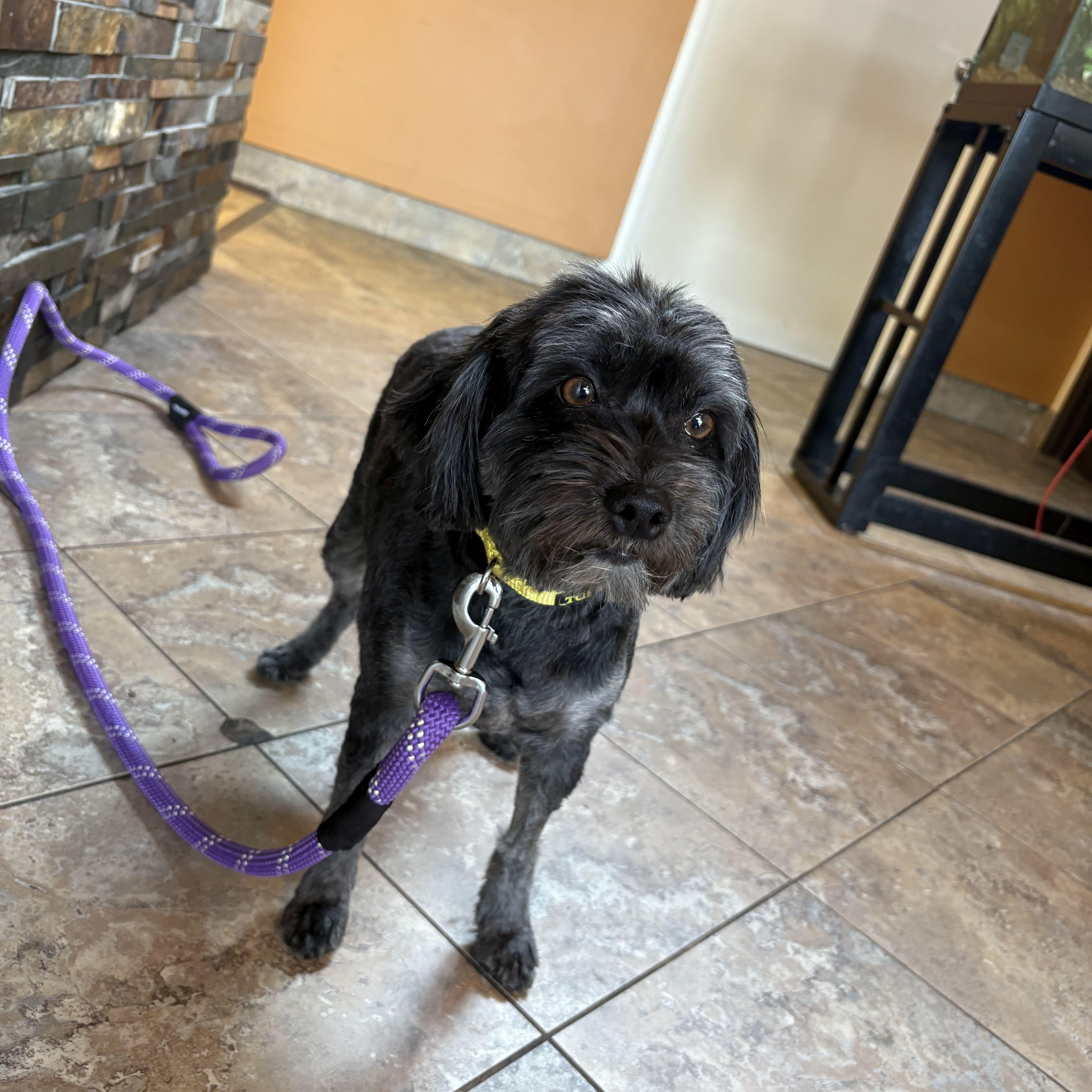 Chloe - available for foster to adopt