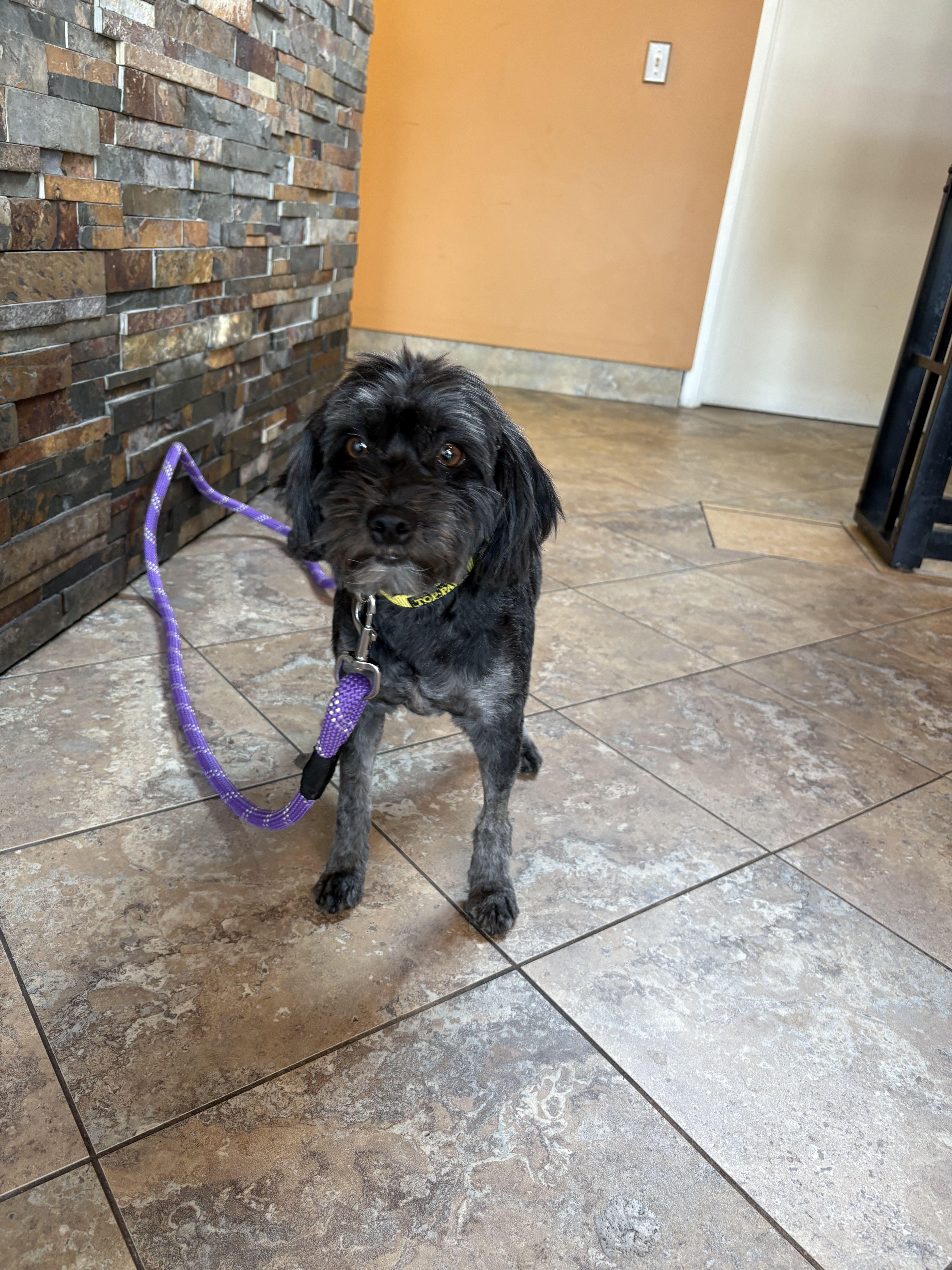 Chloe - available for foster to adopt