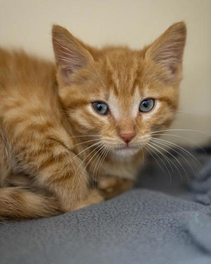 Enlarge (Jericho), a Adoptable mixed breed in Pequot Lakes, MN image 1/1