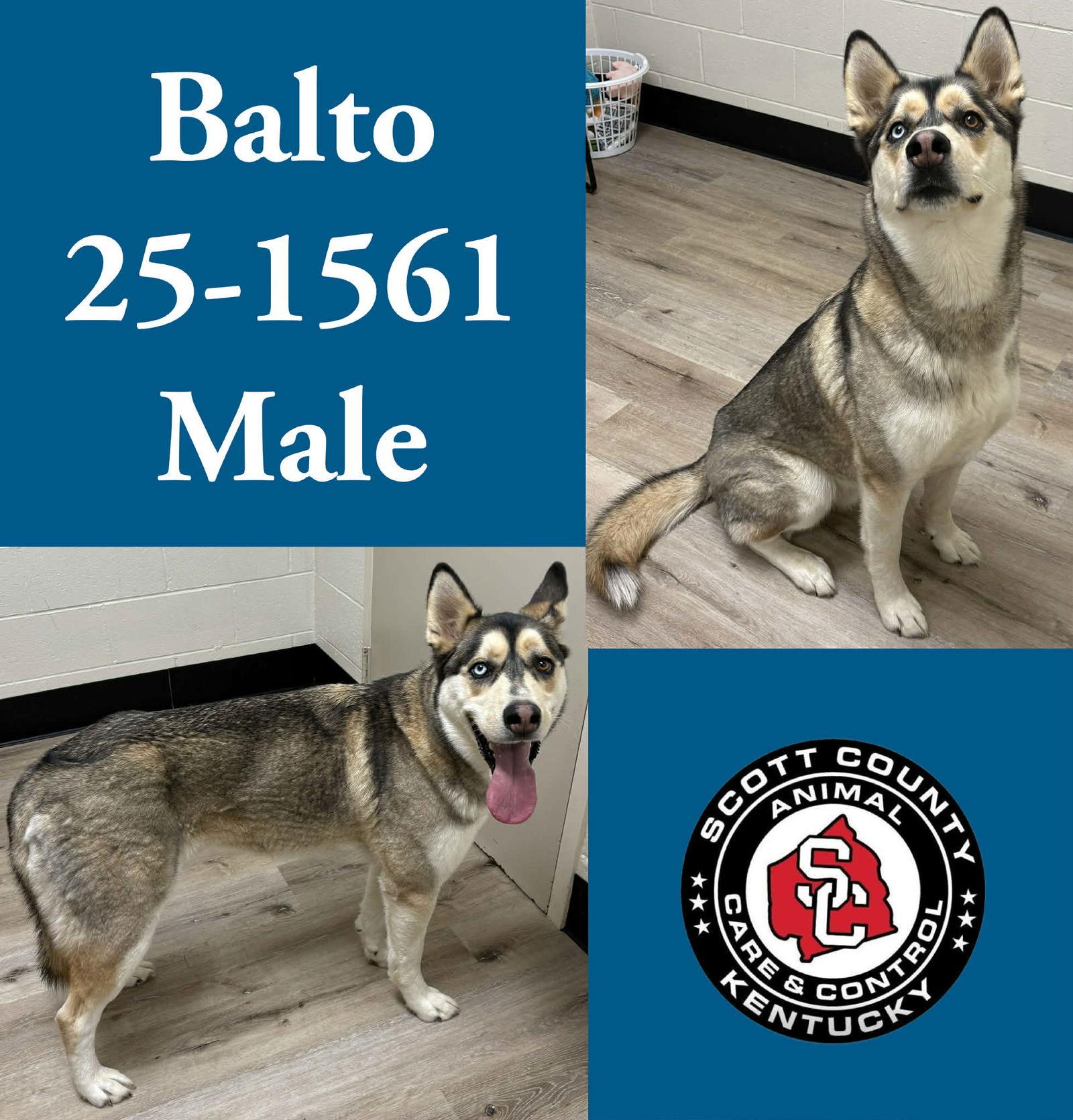 Balto, Adoptable, Young Male Siberian Husky.