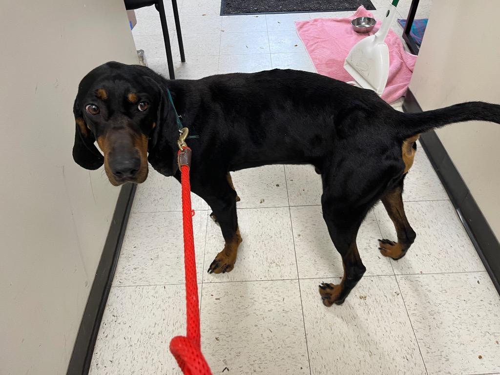 Smokey, Adoptable, Adult Male Coonhound.