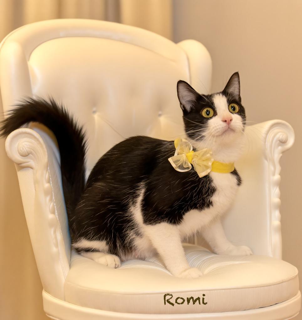Enlarge Romi, a Adoptable mixed breed in Hot Springs Village, AR image 1/2