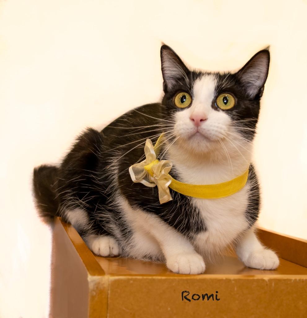 Enlarge Romi, a Adoptable mixed breed in Hot Springs Village, AR image 2/2