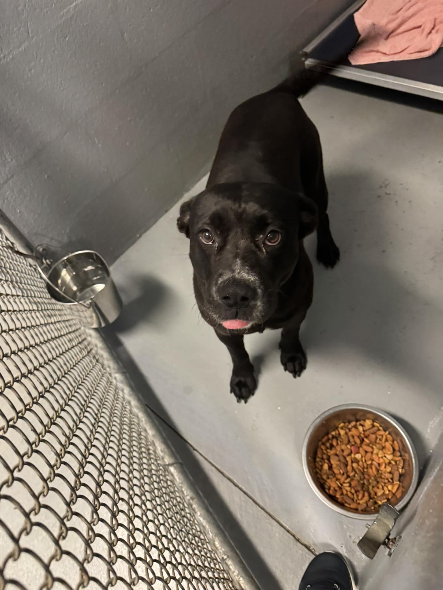 Betty, Adult Female Pit Bull Terrier