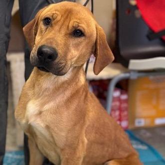 Todd, Adoptable, Adult Male Hound.