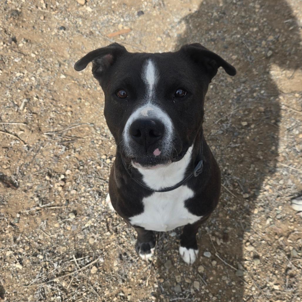 Enlarge Eso, a Adoptable mixed breed in Taos, NM image 1/5