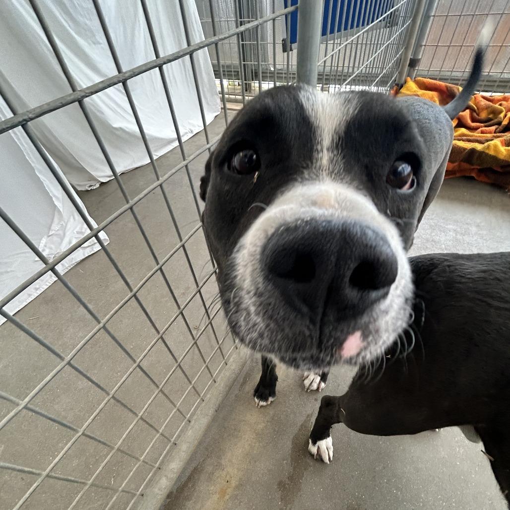 Enlarge Eso, a Adoptable mixed breed in Taos, NM image 1/3