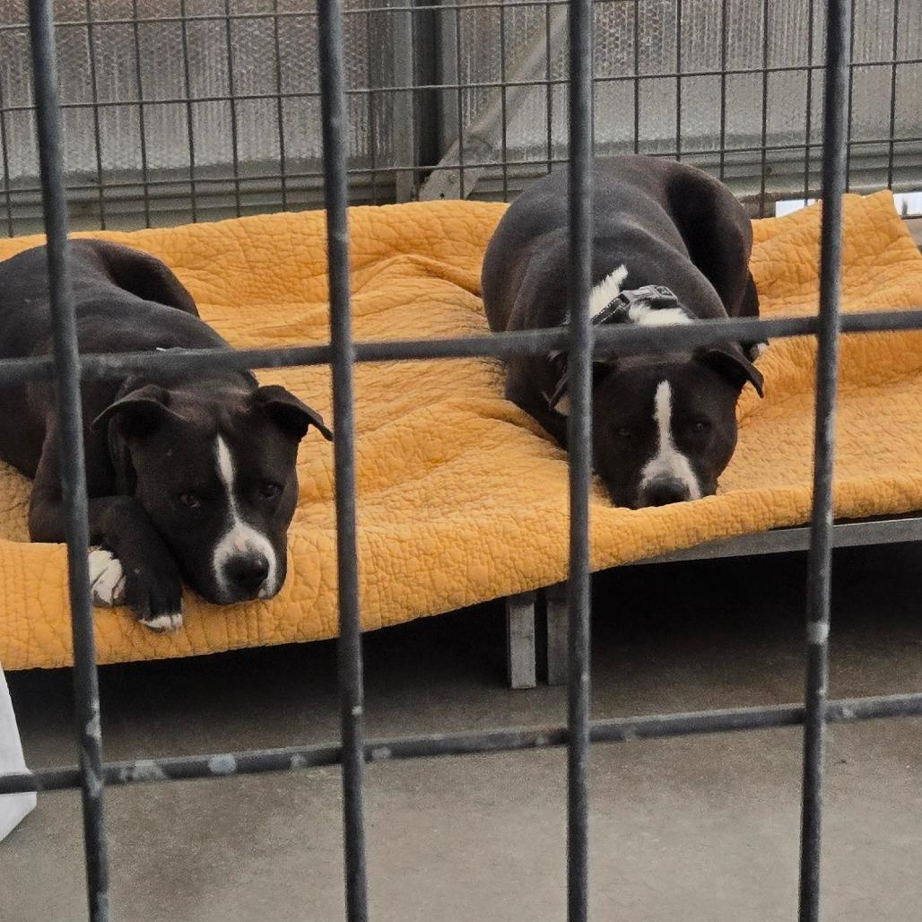 Enlarge Eso, a Adoptable mixed breed in Taos, NM image 2/5