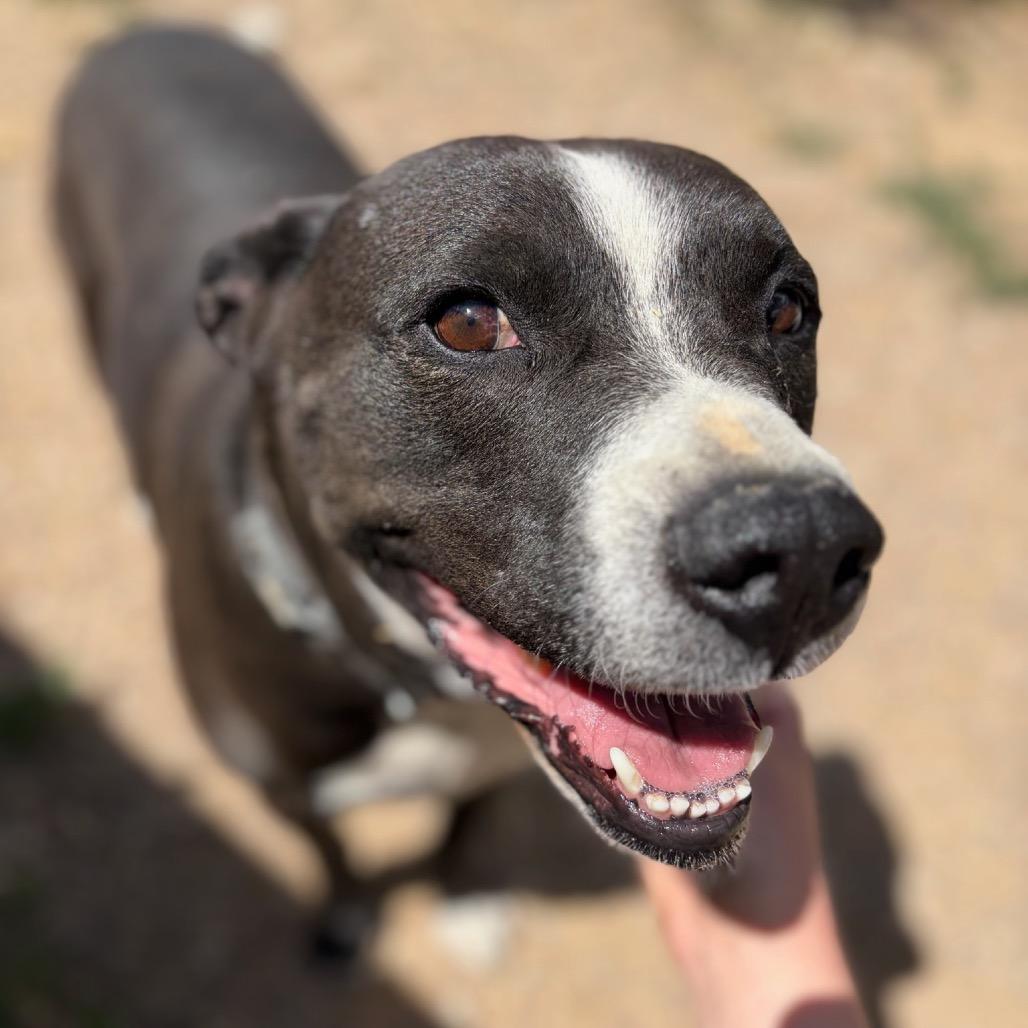 Enlarge Eso, a Adoptable mixed breed in Taos, NM image 2/3