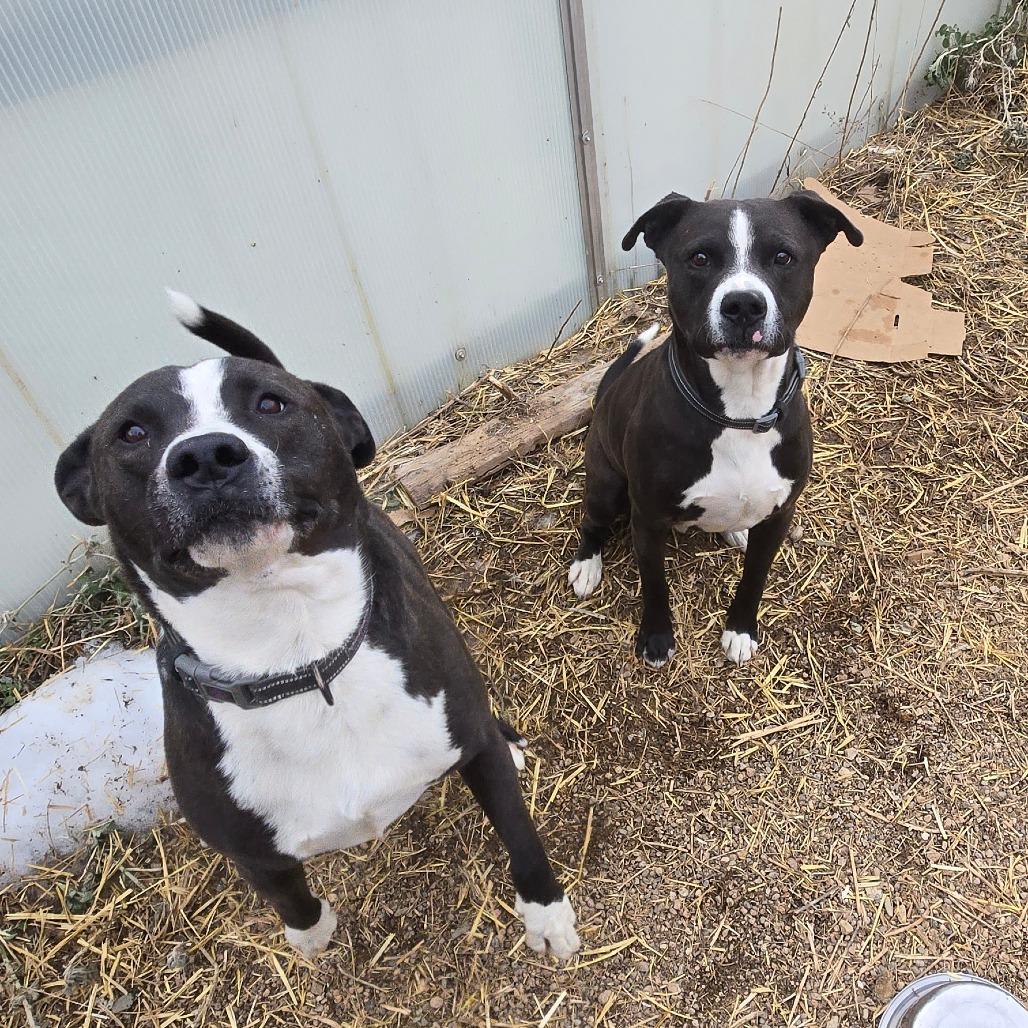 Enlarge Eso, a Adoptable mixed breed in Taos, NM image 3/5