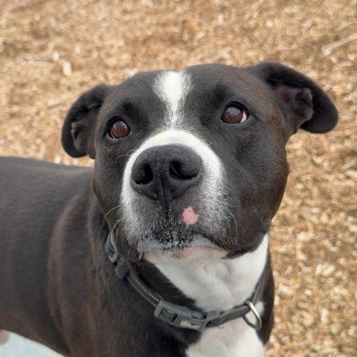 Enlarge Eso, a Adoptable mixed breed in Taos, NM image 2/3