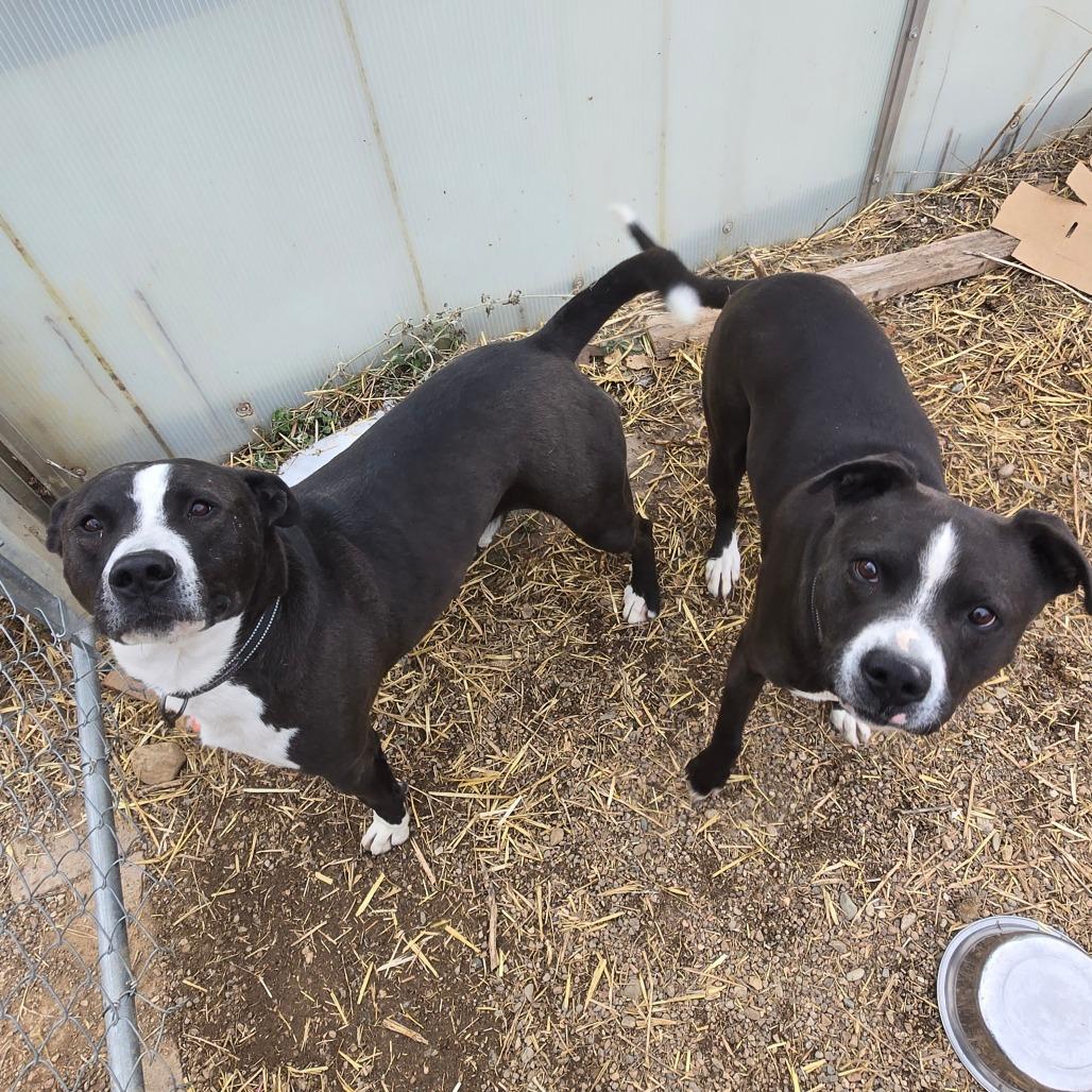 Enlarge Eso, a Adoptable mixed breed in Taos, NM image 4/5
