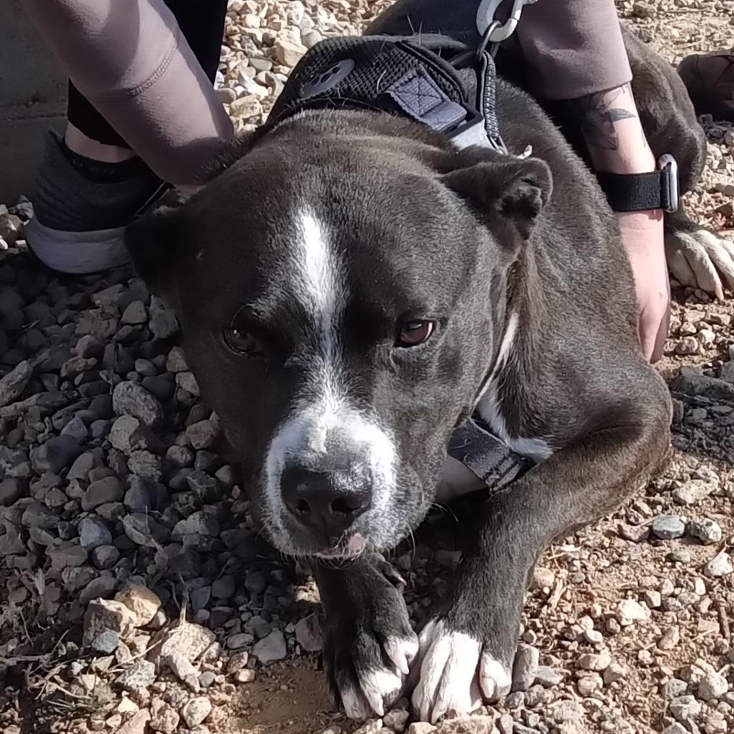 Enlarge Eso, a Adoptable mixed breed in Taos, NM image 1/1