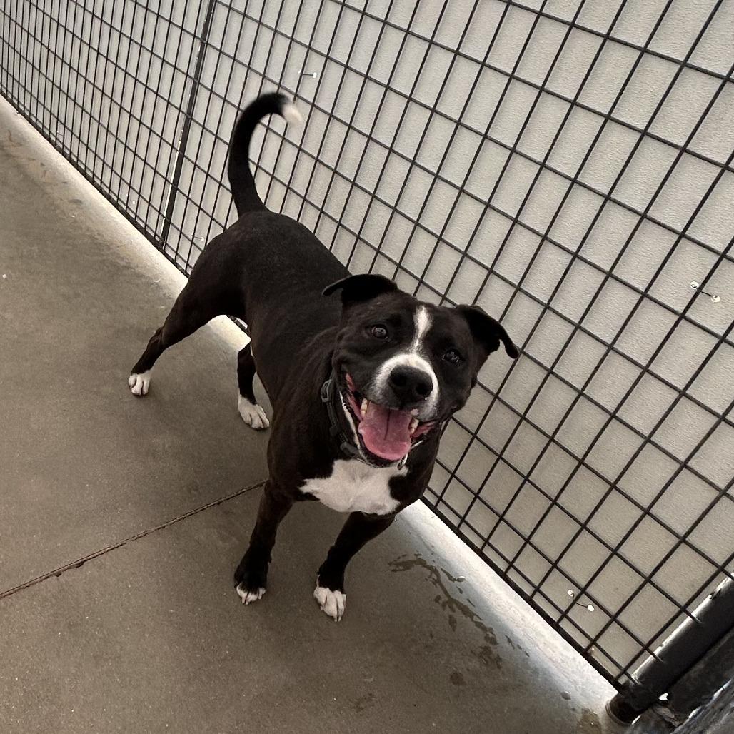 Enlarge Eso, a Adoptable mixed breed in Taos, NM image 3/3