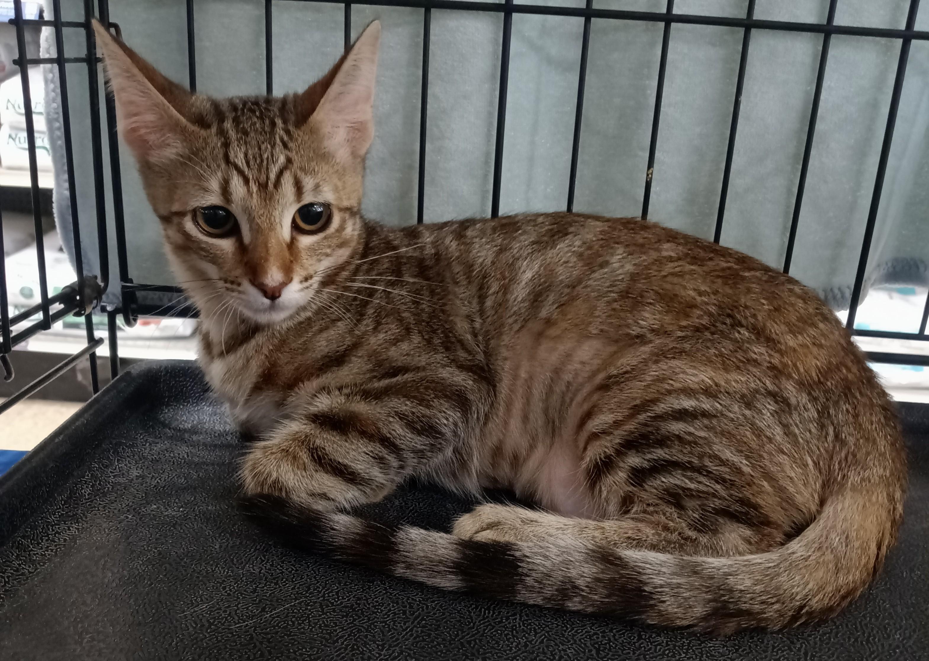 Sophie, Adoptable, Kitten Female Domestic Short Hair.