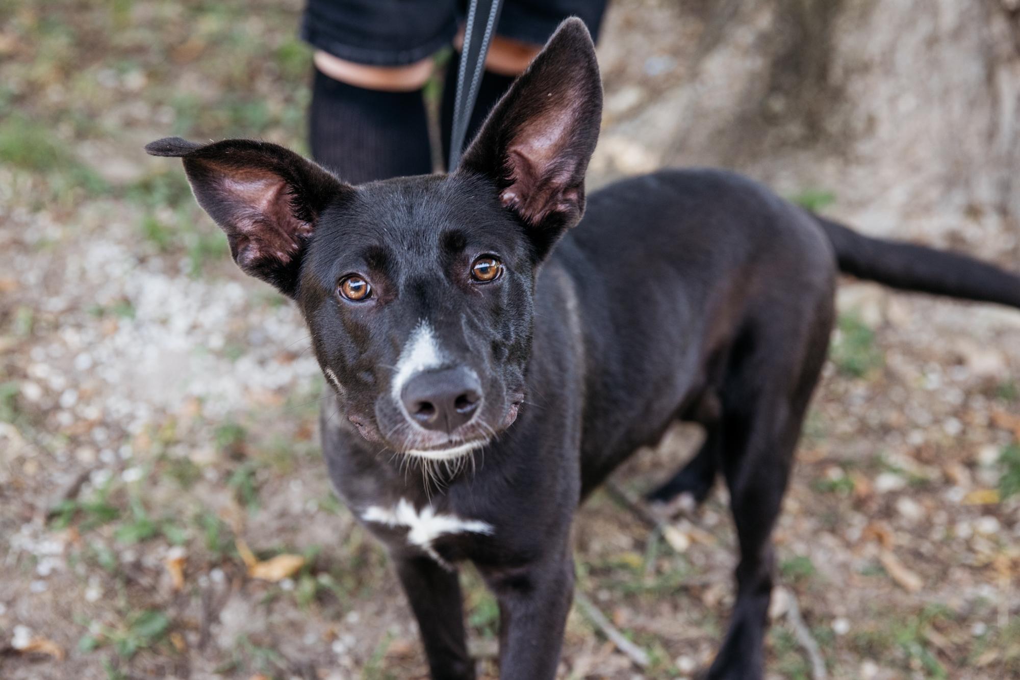 Eeyore, Adoptable, Young Male Feist.