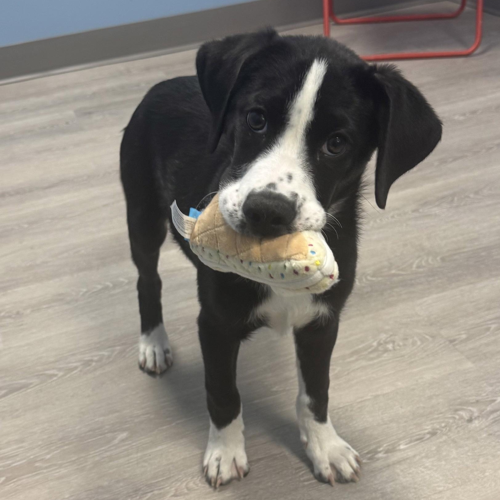 Lady Mae, adopted, Puppy Female Australian Shepherd & Catahoula Leopard Dog.