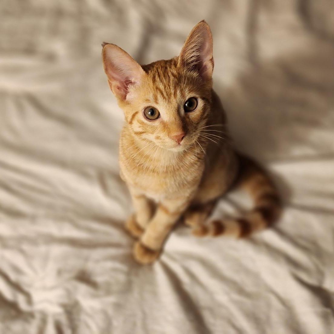 Enlarge Lemon Drop - RARE Ginger female, a Adoptable mixed breed in Sanbornville, NH image 1/3