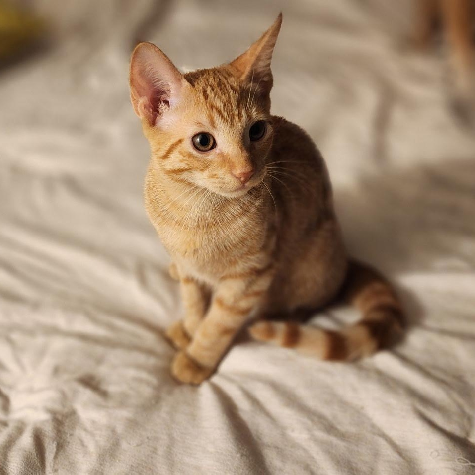 Enlarge Lemon Drop - RARE Ginger female, a Adoptable mixed breed in Sanbornville, NH image 2/3