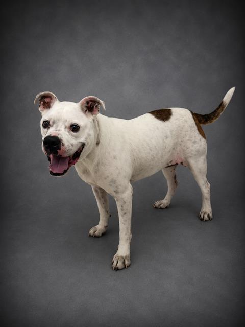 BERDINE, Adoptable, Adult Female American Bulldog.