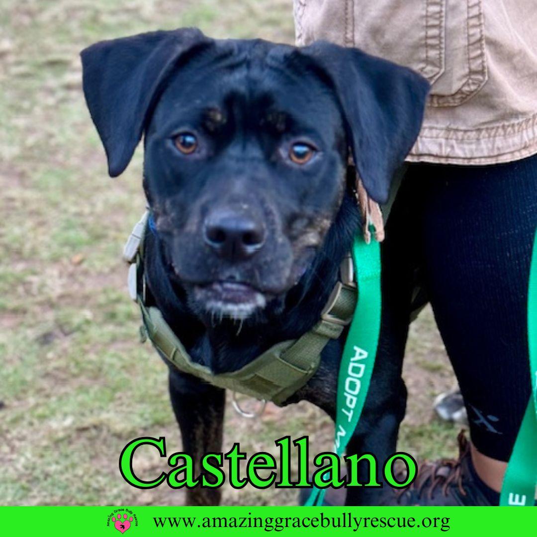 Castellano, Adoptable, Puppy Male Rottweiler & Pit Bull Terrier.