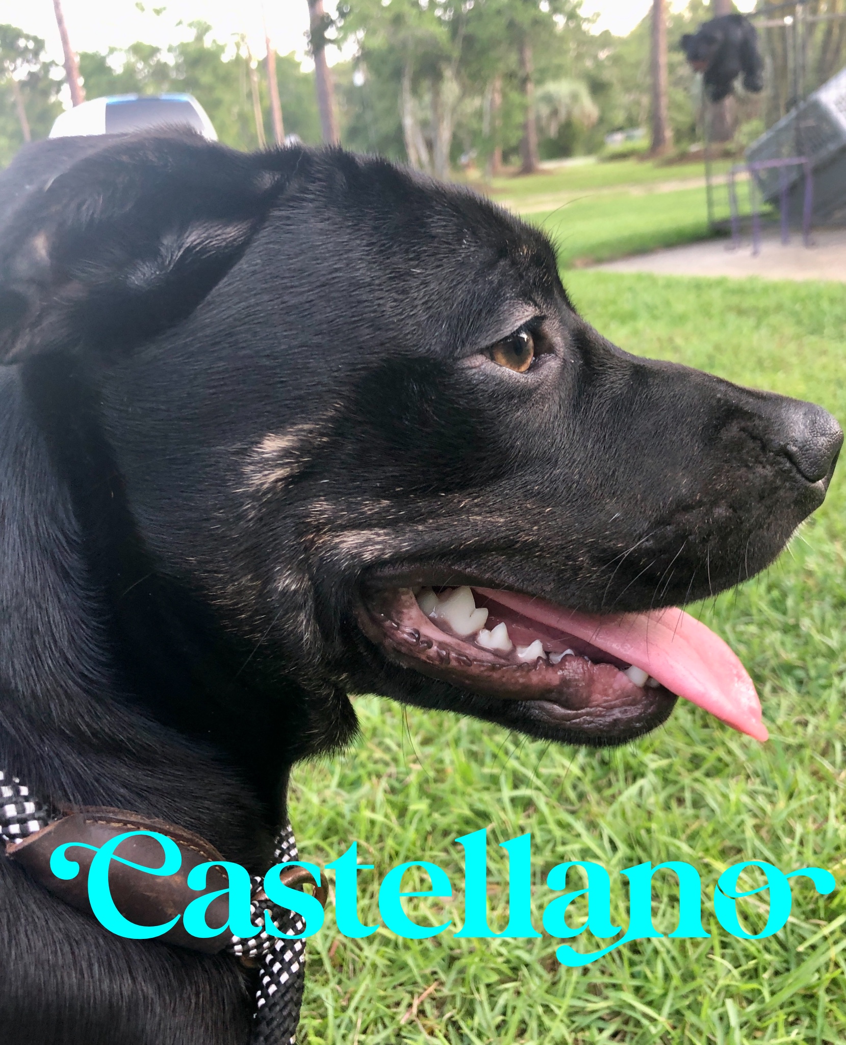 Castellano