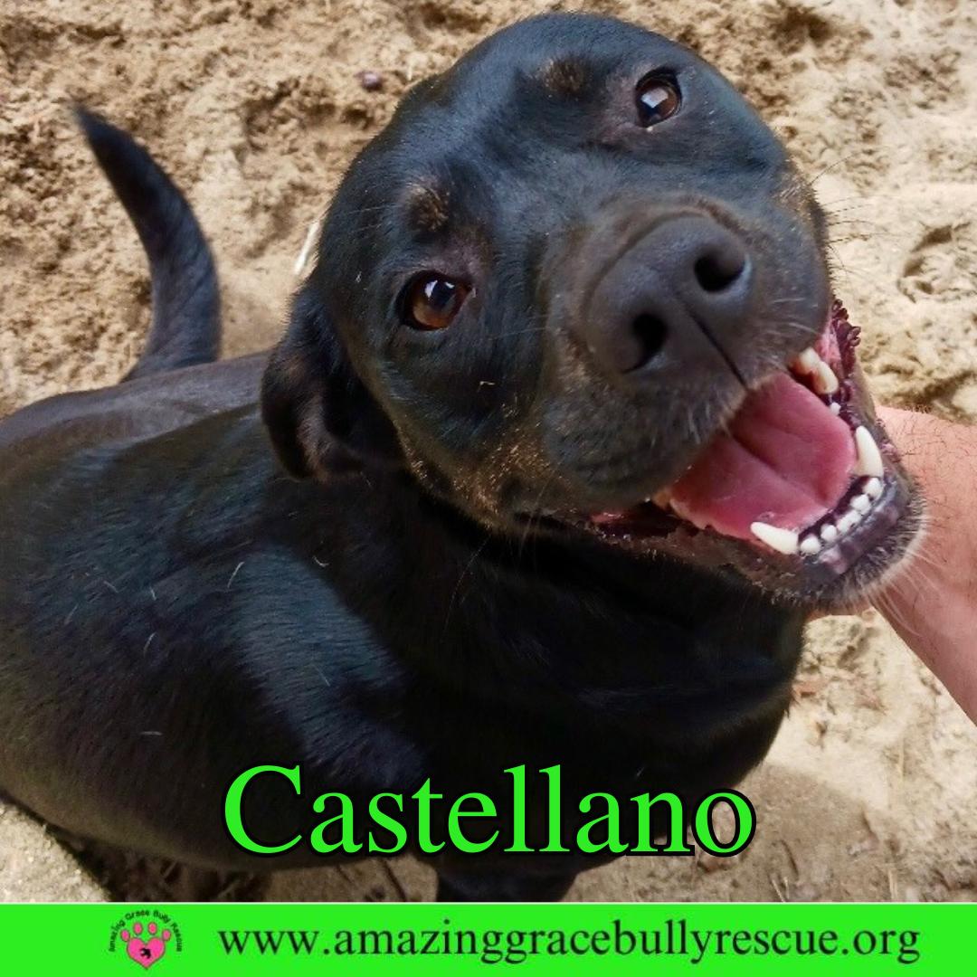 Castellano, Adoptable, Puppy Male Rottweiler & Pit Bull Terrier.