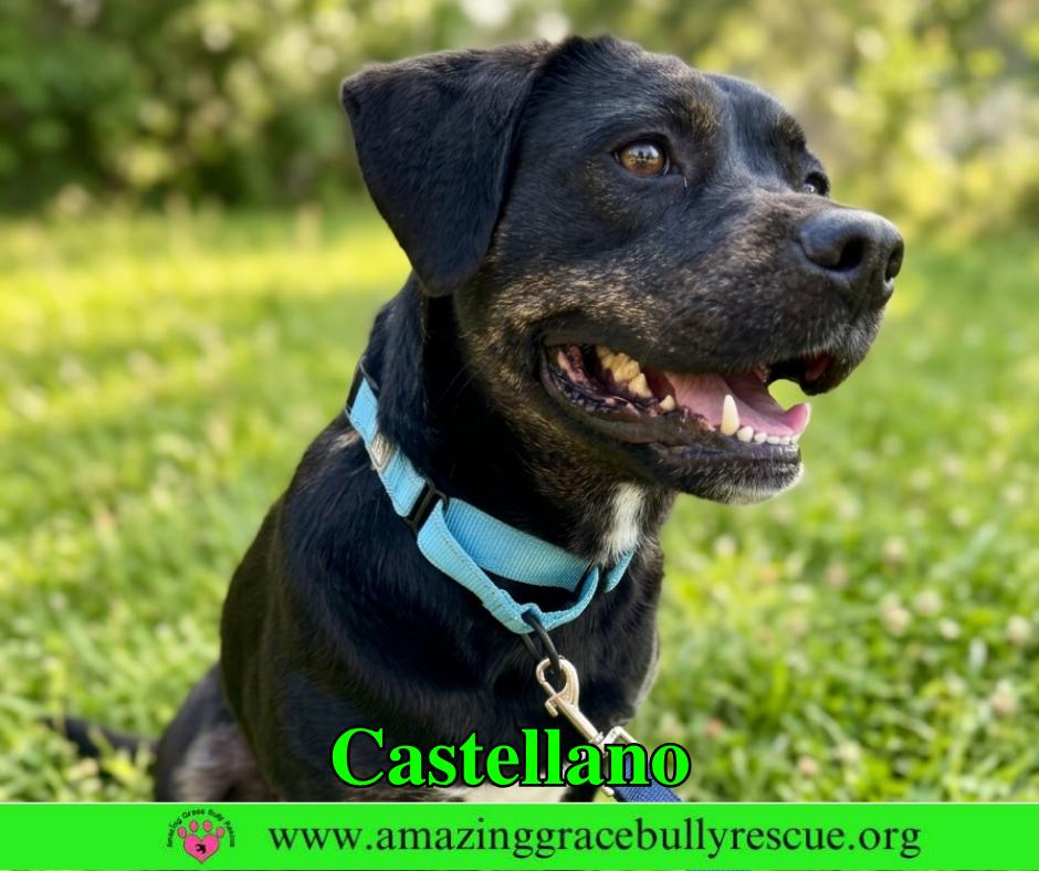 Castellano, Adoptable, Puppy Male Rottweiler & Pit Bull Terrier.