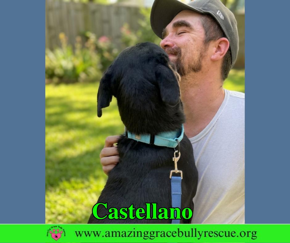Enlarge Castellano, a Adoptable mixed breed in Pensacola, FL image 2/3