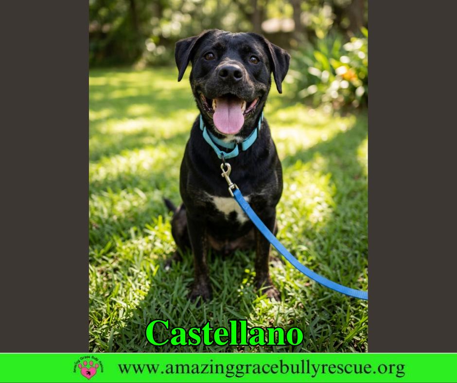 Enlarge Castellano, a Adoptable mixed breed in Pensacola, FL image 3/3
