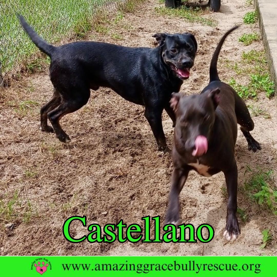 Castellano, Adoptable, Puppy Male Rottweiler & Pit Bull Terrier.