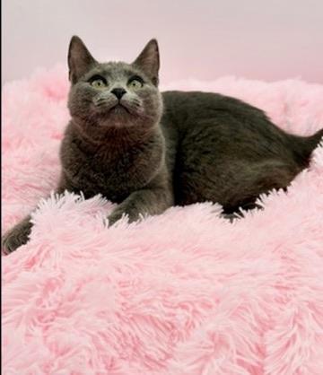 Enlarge Ford F150, an adopted Russian Blue in Covington, LA image 6/6