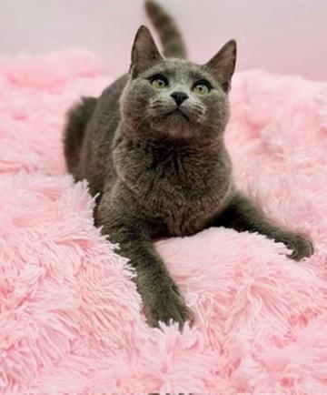 Enlarge Ford F150, an adopted Russian Blue in Covington, LA image 5/6